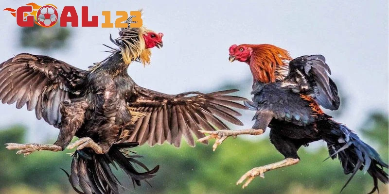 Các thể loại đá gà Thomo phổ biến hiện nay