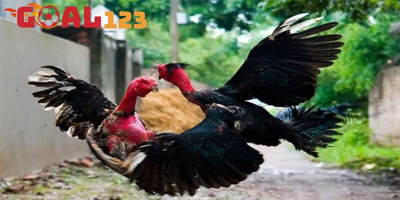 Cách nhận diện đá gà ngũ sắc tại Goal123