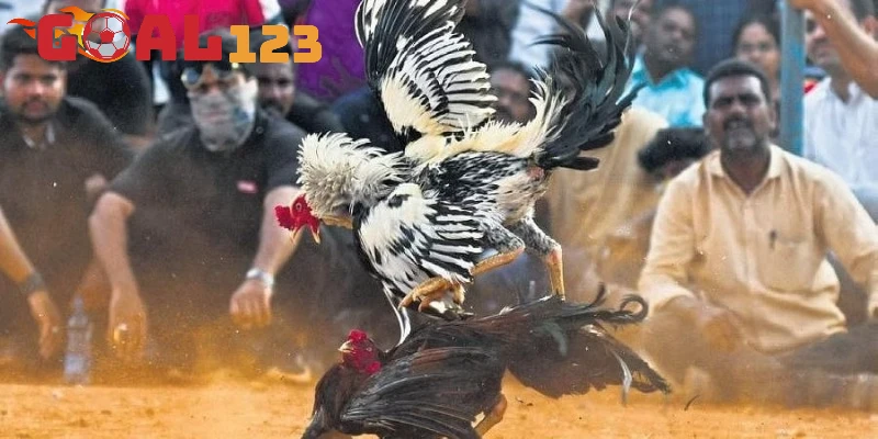 Cách tung đòn đá hạ gục gà chuẩn chỉnh