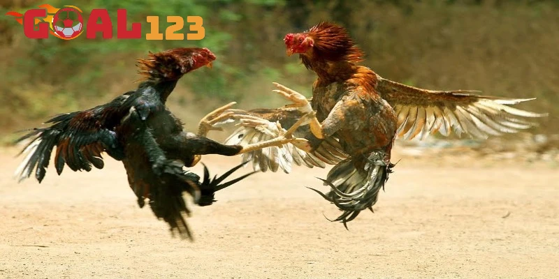 Điểm mạnh riêng biệt của đá gà tại sân chơi Goal123