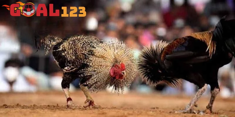 Khám phá hình thức thi đấu đá Thomo