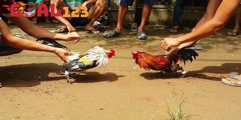 Lý do đá chiến Campuchia hút cược thủ