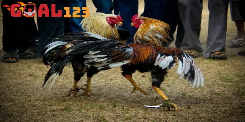 Lý do nên chọn đá kê chọi tại Goal123