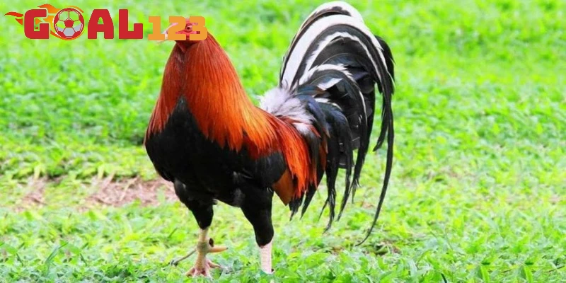 nguon goc ga my dong kelso noi bat ra sao Nguồn gốc gà Mỹ dòng Kelso nổi bật ra sao?