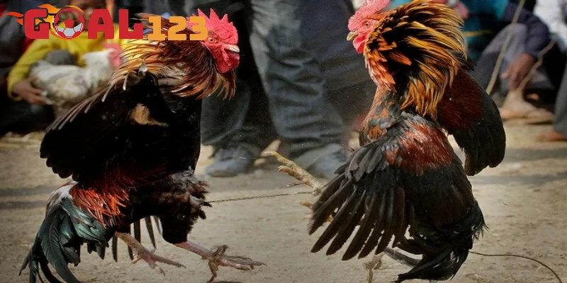 Quy trình tham gia đá gà ăn tiền trực tuyến