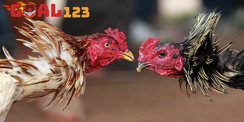 Tổng quan về sảnh đá gà Goal123